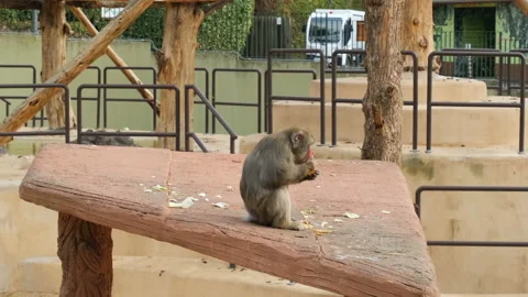 Japanese ape monkey while eating fruit in a zoo park,mammal animal species Stock Footage 225766647