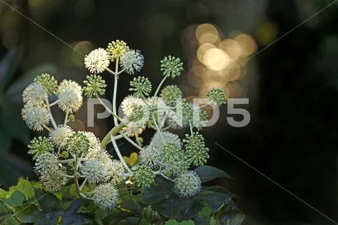 Japanese Aralia Stock Photos