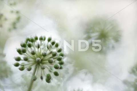 Japanese Aralia Stock Photos