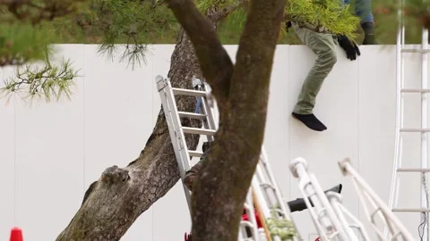 Japanese Arborist Using Leaf Blower for Tree Maintenance in Tokyo Stock Footage 336522225
