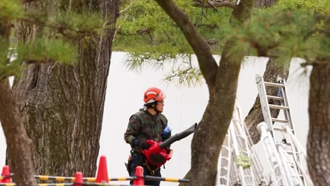 Japanese Arborist Using Leaf Blower for Tree Maintenance in Tokyo Stock Footage 336590803