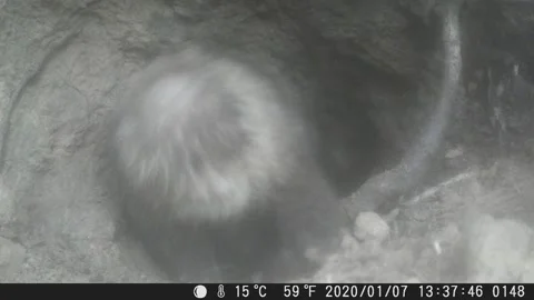Japanese badger digging a badger sett Stock Footage 197590400