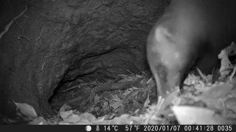 Japanese badger digging a sett Stock Footage 197590329