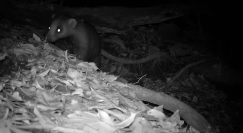 Japanese badger at night approaching the camera Stock Footage 197585194