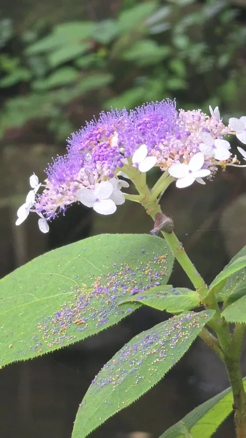 Japanese Ball Hydrangea Blooming in a Forest Video stock 342945385
