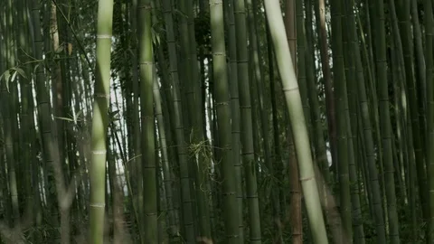 Japanese Bamboo Video stock 76169758