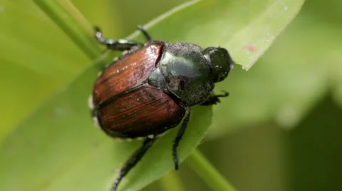 Japanese Beetle Stock Footage 27502526