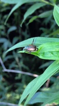 Japanese beetle on leaf Stock Photos