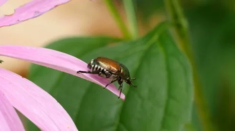 Japanese Beetle perched on the end of a leaf. Stock Footage 52371176