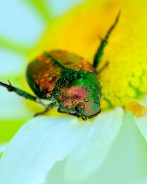 Japanese beetle Stock Photos