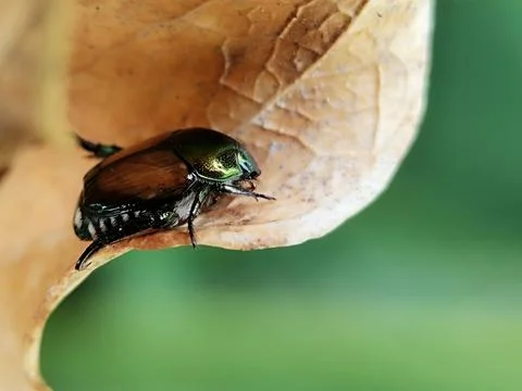 Japanese beetle Stock Photos