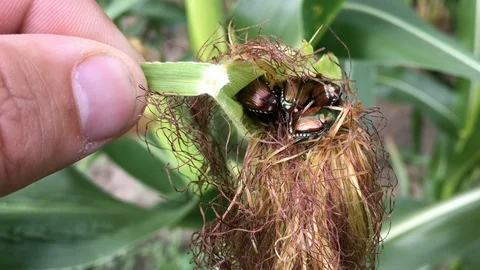 Japanese beetles infesting corn field Stock Footage 114677154