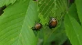 Japanese Beetles (Popillia japonica) 1 HD Footage