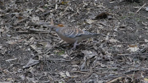 Japanese bird looking for a snack in the forest Stock Footage 104440979