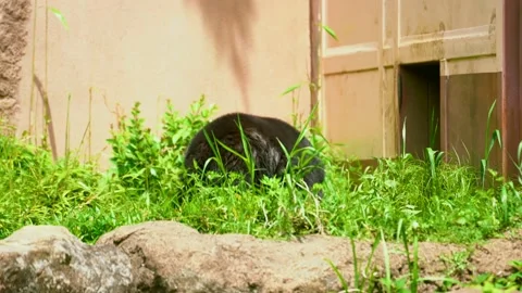 Japanese black bear pacing back and forth at the zoo - 1440p Stock Footage 154196271