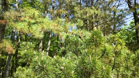 Japanese black pine tree branches swaying in a breeze Stock Footage 327051341