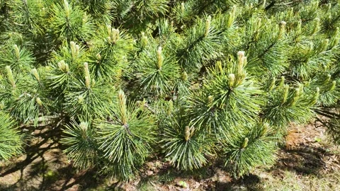 Japanese black pine tree branches swaying in a breeze Stock Footage 327051361