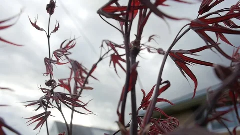 Japanese Bloodgood Tree - close up - leaves - slow motion Stock Footage