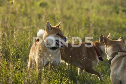 Japanese breed of dogs Sibu Inu for a walk Stock Photos