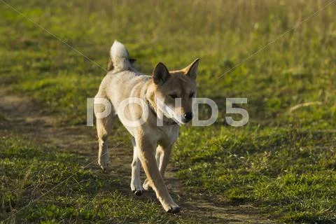 Japanese breed of dogs Sibu Inu for a walk Stock Photos