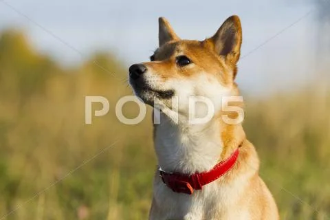 Japanese breed of dogs Sibu Inu for a walk Stock Photos