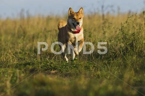 Japanese breed of dogs Sibu Inu for a walk Stock Photos