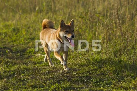 Japanese breed of dogs Sibu Inu for a walk Stock Photos