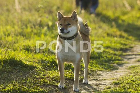 Japanese breed of dogs Sibu Inu for a walk Stock Photos
