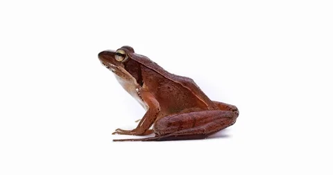 Japanese Brown Frog Video stock 125300402