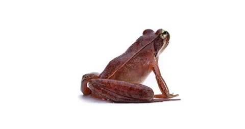 Japanese Brown Frog. Stock Footage 150608319