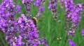 Japanese Bumblebe On Lavender Plant 4K 4k or 4k+ Resolution