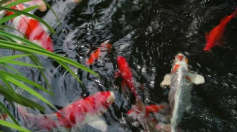 Japanese Carp Video stock 35478312