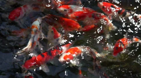 Japanese Carp Video stock 35478658