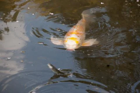 Japanese carp in the pond Stock Photos