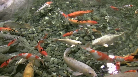 Japanese carps float in water Stock Footage 50960983