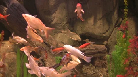 Japanese carps float in water Stock Footage 50961020