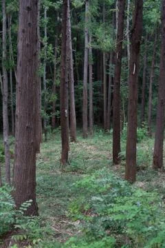 Japanese cedar forest Stock Photos