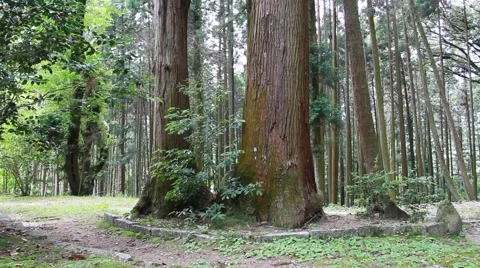 Japanese Cedar Grove, Aichi Prefecture, Japan Видео 41761887
