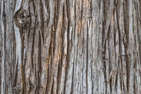 Japanese Cedar tree bark texture Stock Photos