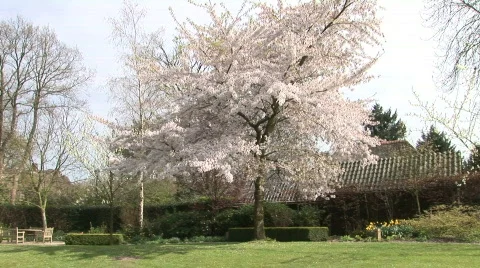 Japanese Cherry 1 Stock Footage 784323