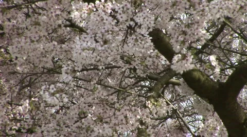 Japanese Cherry 2 Stock Footage 784368
