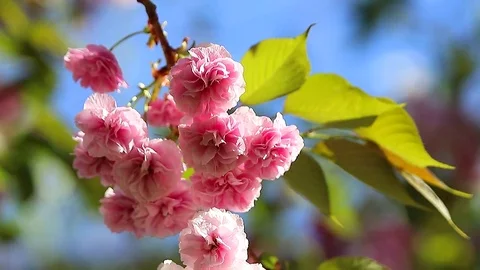 Japanese cherry also called oriental cherry or East Asian cherry is a species of Stock Footage 71539978