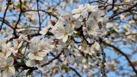 Japanese cherry and the bee Stock Footage 271324306