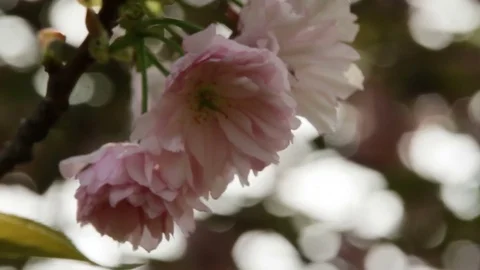 Japanese Cherry Blossom Stock Footage 73106367