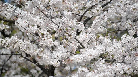Japanese cherry blossom in spring Stock Footage 37690170