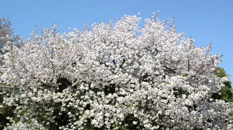 Japanese cherry blossom in spring Stock Footage 37694615