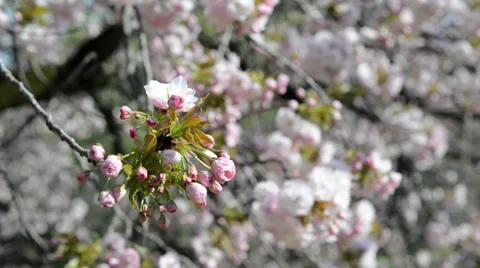 Japanese cherry blossom in spring Stock Footage 39796871