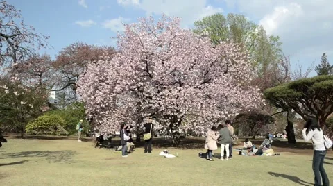Japanese cherry blossom in spring, timelapse Stock Footage 40648654