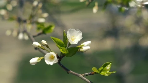 Japanese Cherry Blossom Tree Stock Footage 89941341