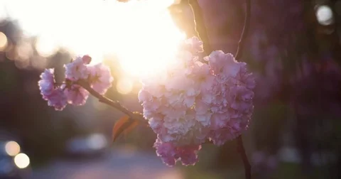 Japanese Cherry Blossoming of Sakura Tree Closeup in Sunset Light With Car Video stock 75298210